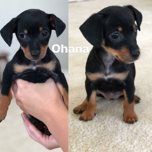 Nani’s Puppies: Ohana