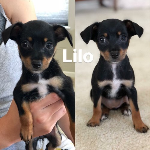 Nani’s Puppies: Lilo