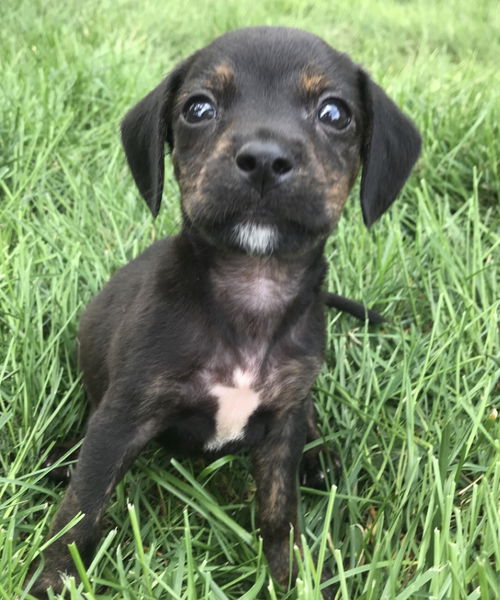 The Spice Pups:  Chili