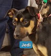 Jedi