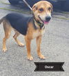 Oscar
