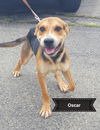 Oscar