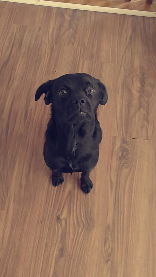 Harley