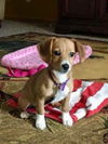 Gidget D