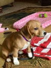 Gidget D