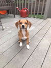 Gidget D