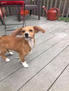Gidget D