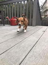 Gidget D