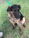 Buddy (Goblin)