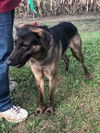 Buddy (Goblin)