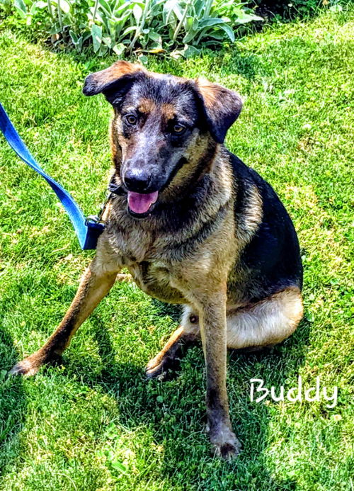 Buddy (Goblin)