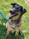 Buddy (Goblin)