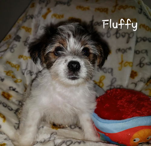 Pica’s Puppies:  Fluffy