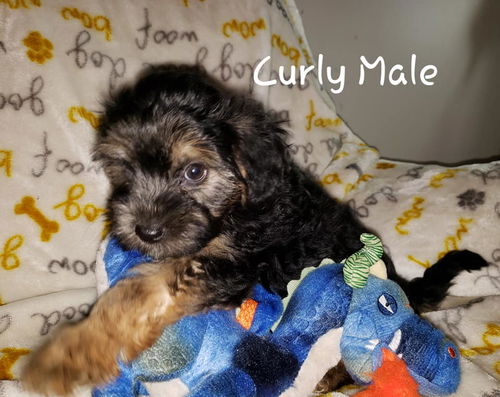 Pica’s Puppies:  Curly