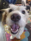 Sandie
