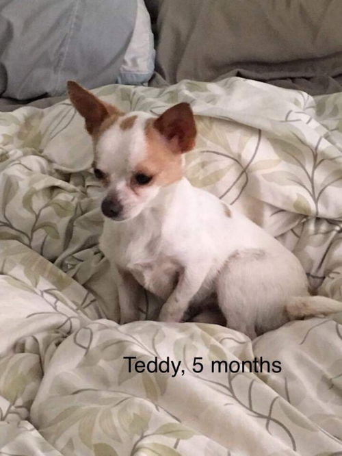 Teddy