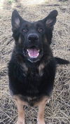 Oliver GSD