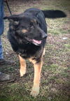 Oliver GSD