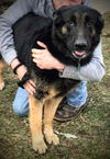 Oliver GSD