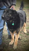Oliver GSD