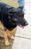 Oliver GSD