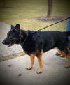 Oliver GSD