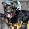 Oliver GSD