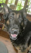 Oliver GSD