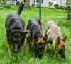 Oliver GSD