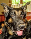 Oliver GSD