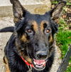 Oliver GSD