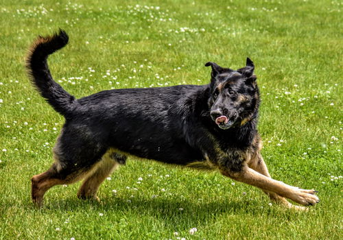 Oliver GSD