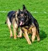 Oliver GSD