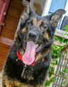 Oliver GSD