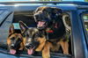 Oliver GSD