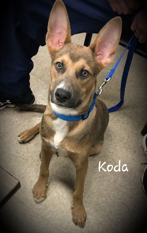 Koda