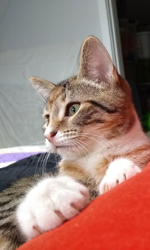 Carmen