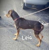 Leia