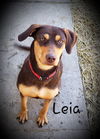 Leia
