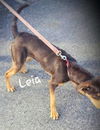Leia