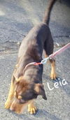 Leia