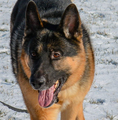 Sampson