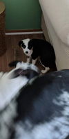 Lhasa pup: Mallory