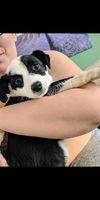 Lhasa pup: Mallory