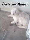 Lhasa pup: Mallory