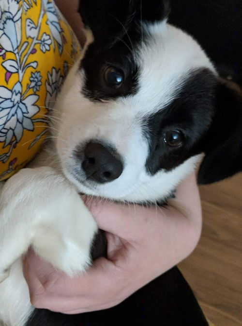 Lhasa pup: Mallory