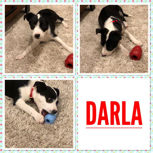 Lhasa pup: Darla
