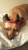 Millie C