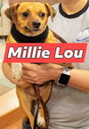 Millie C