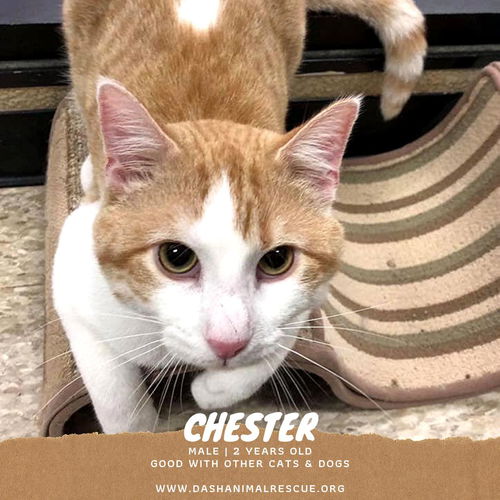 Chester